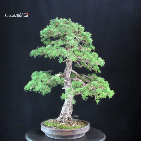 Pinus Pentaphylla - Goyomatsu - immagine 4