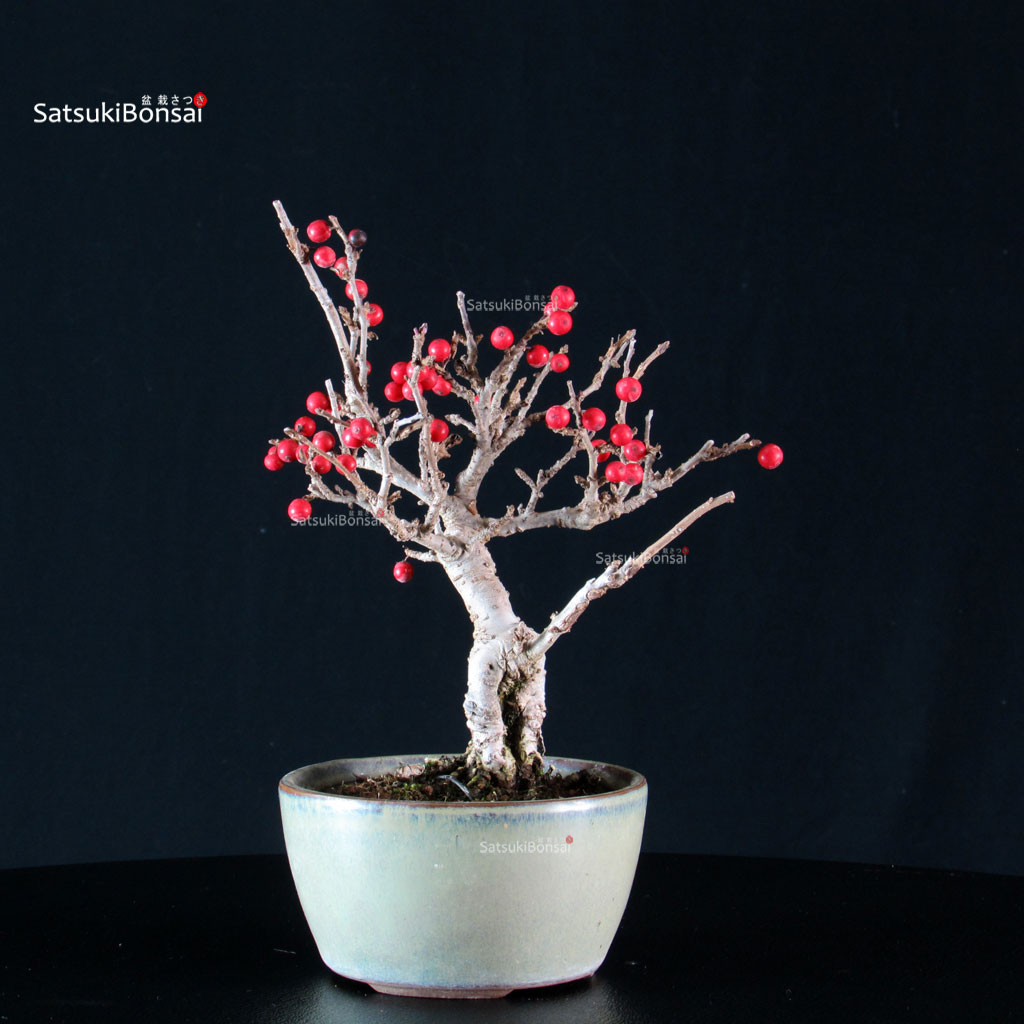 255474_9-Ilex-Serrata Ilex serrata femmina - immagine 1