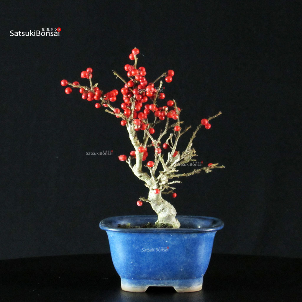 255531_9-Ilex-serrata Ilex serrata femmina - immagine 1