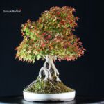 Acer Buergerianum - Kaede - immagine 2