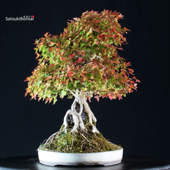 Acer Buergerianum - Kaede - immagine 2