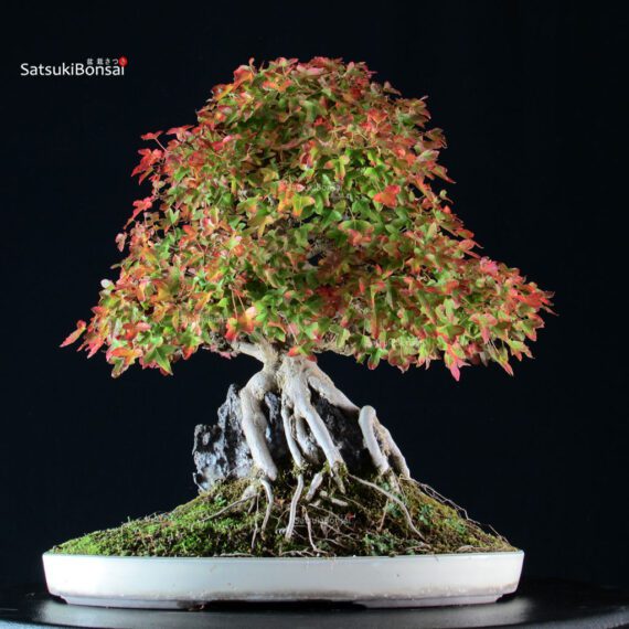 Acer Buergerianum - Kaede - immagine 3