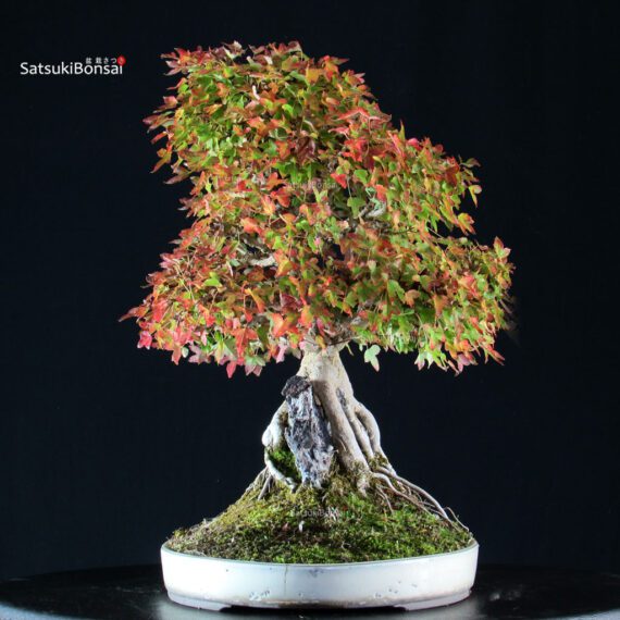 Acer Buergerianum - Kaede - immagine 4