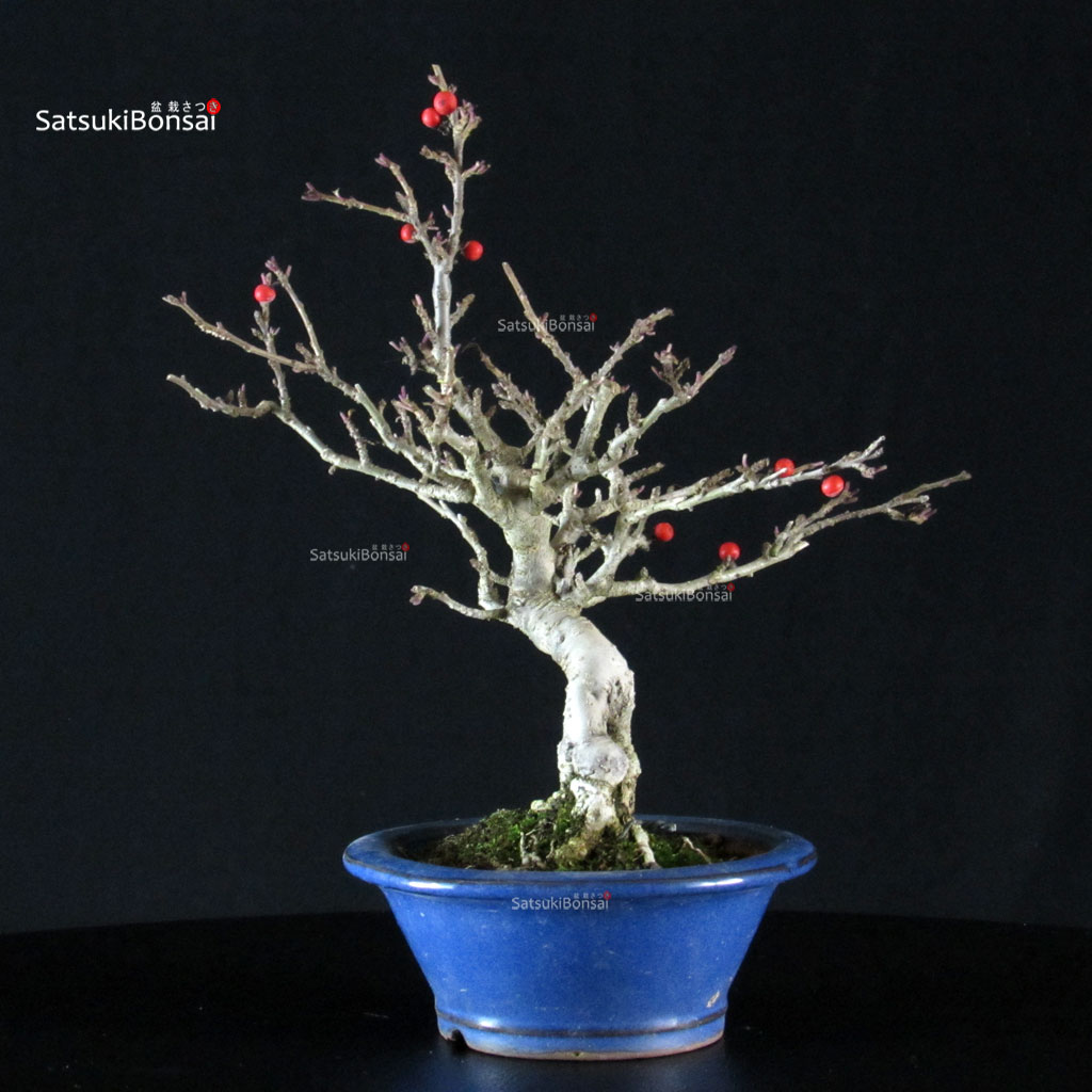 255533_9-Ilex-serrata Ilex serrata femmina - immagine 1