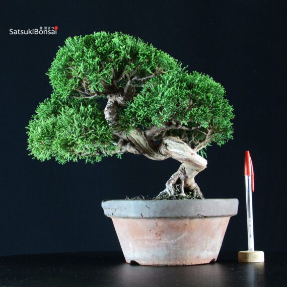 CV-25035_1-Juniperus-itoigawa Juniperus Chinensis Itoigawa - immagine 1