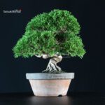 Juniperus Chinensis Itoigawa - immagine 2