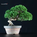 Juniperus Chinensis Itoigawa - immagine 3