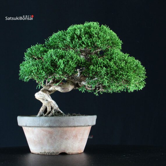 Juniperus Chinensis Itoigawa - immagine 3