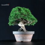 Juniperus Chinensis Itoigawa - immagine 4