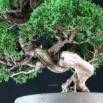 Juniperus Chinensis Itoigawa - immagine 5