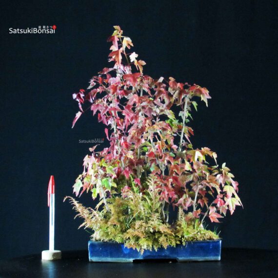 Acer Buergerianum bosco - Kaede - immagine 1