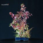 Acer Buergerianum bosco - Kaede - immagine 2