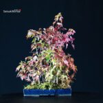 Acer Buergerianum bosco - Kaede - immagine 3