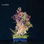 Acer Buergerianum bosco - Kaede - immagine 4