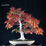 Acer Palmatum Yamamomiji