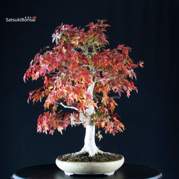Acer Palmatum Yamamomiji - immagine 2