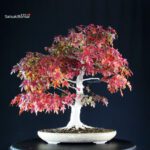 Acer Palmatum Yamamomiji - immagine 3