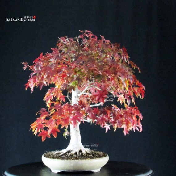 Acer Palmatum Yamamomiji - immagine 4