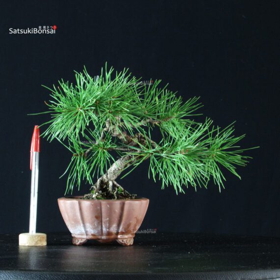 CV-25037_1-Pinus-silvestrys Pino Silvestre - Pinus Sylvestris - immagine 1