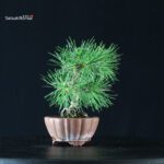 Pino Silvestre - Pinus Sylvestris - immagine 2