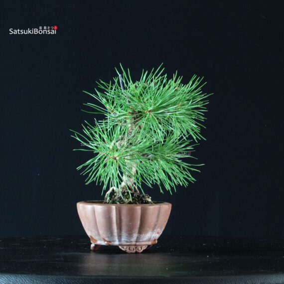 Pino Silvestre - Pinus Sylvestris - immagine 2