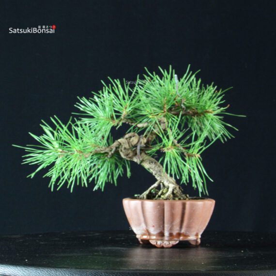 Pino Silvestre - Pinus Sylvestris - immagine 3