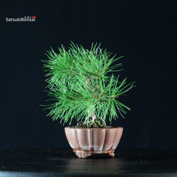 Pino Silvestre - Pinus Sylvestris - immagine 4