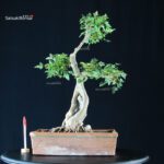 Acero tridente - Acer Buergerianum