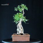 Acero tridente - Acer Buergerianum - immagine 2