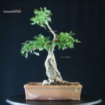 Acero tridente - Acer Buergerianum - immagine 3