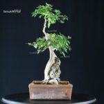 Acero tridente - Acer Buergerianum - immagine 4