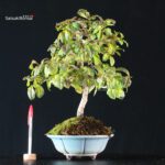 Diospyros Rhombifolia