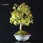 Diospyros Rhombifolia - immagine 2