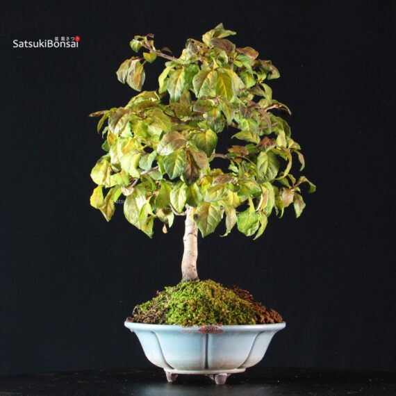 Diospyros Rhombifolia - immagine 2