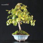 Diospyros Rhombifolia - immagine 3