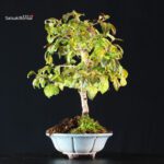 Diospyros Rhombifolia - immagine 4