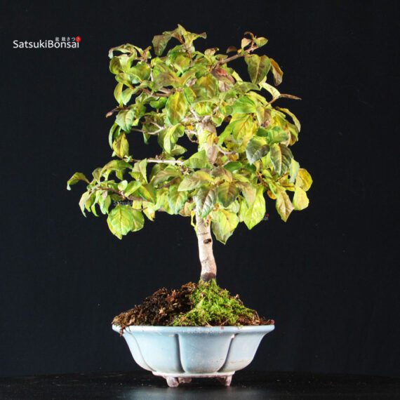 Diospyros Rhombifolia - immagine 4