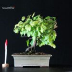 Diospyros Rhombifolia