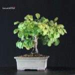 Diospyros Rhombifolia - immagine 2