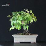 Diospyros Rhombifolia - immagine 3