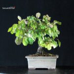 Diospyros Rhombifolia - immagine 4