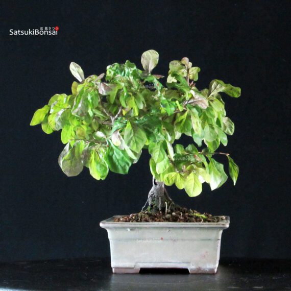 Diospyros Rhombifolia - immagine 4