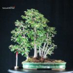 Zelkova Nire bosco