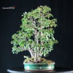 Zelkova Nire bosco - immagine 2