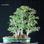 Zelkova Nire bosco - immagine 3