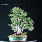 Zelkova Nire bosco - immagine 4