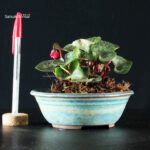 Erba di compagnia - Ciclamino