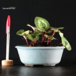 Erba di compagnia - Ciclamino