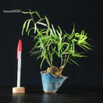 Erba di compagnia - Asparagus