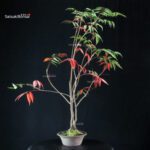 Rhus Succedanea - immagine 2